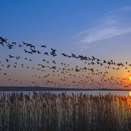 Vogelzug, Fuer 4 Persoen - Erwachsene Oder - In De Feerjenhusen Am Haubarg Von Vollerwiek, Fertigstellung April 2020 *